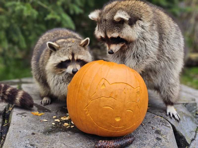 Pompoenen Halloween Slagharen naar Wildlands 